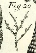 Pl. 86, fig. 20, Micheli (1729)