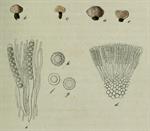 Pl. 467 (in Dietrich, 1839)