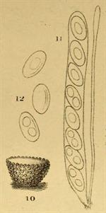 Iconotype - Pl. 2, fig. 10-12