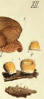 Pl. 12, fig. 4, Albertini & Schweinitz (1805)