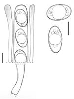 Coll. NV 2013.08.12 (leg. B. Senn-Irlet)