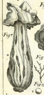 Pl. 86, fig. 7, Micheli (1729)