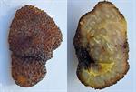 Coll. BCN-Myc 3670