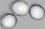 Ascospores (coll. BCN-myc 3601)