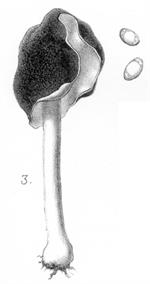 Pl. VI, fig. 3, Quélet (1878)
