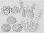 Iconotypus of Labyrinthomyces steenisii