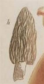 Weinmann (1739)