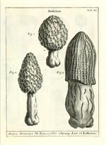 Pl. 85, fig. 1, Micheli (1729)