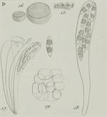 Pl. 4, fig. D, Crouan (1857)