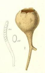 Pl. 28, fig. 2 (Durieu, 1848) - lectotype