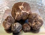 Coll. AH 49385