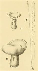 Pl. 1, fig. 13-15, Peck (1878)