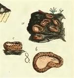 Pl. IX, fig. 8, Albertini & Schweinitz (1805)