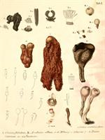 Pl. I, fig. 7-11, Schweinitz (1822)