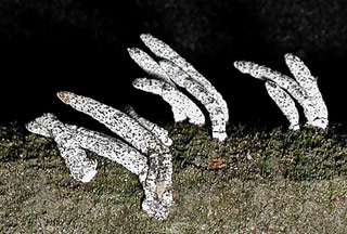 Xylaria muscula